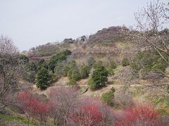 -新建村梅花