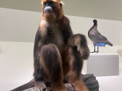 -四川大学博物馆