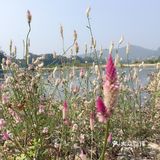 帐篷也好搭起来，烧烤的好地方