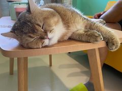 -猫在这儿猫咪咖啡馆·撸猫馆