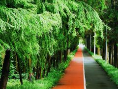 -上海长兴岛郊野公园