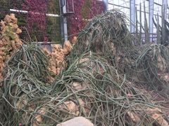 -南通洲际绿博园