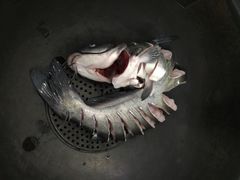 铁锅炖活鱼-铁锅炖活鱼