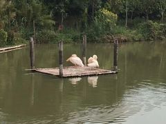 -大湾区中央湿地公园