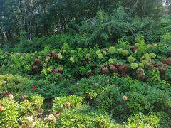 -黑龙江省森林植物园