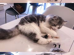 -飞行喵MR PILOT|猫舍·猫咖(静安大融城店)