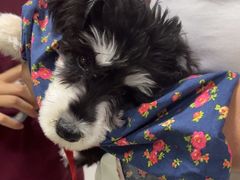 -瑞派福兴宠物医院犬猫全科·骨科·中西医结合(河东店)