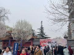 -桃花堤公园