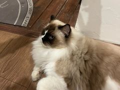 -有猫主题·治愈系猫咖(曾厝垵店)