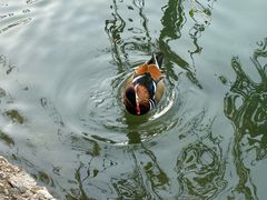 -同庆楼(金宝汇店)