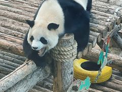 -大连森林动物园