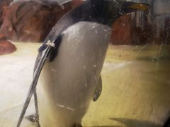 -海合安武汉极地海洋公园