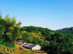 -先春西湖龍井•九曲红梅(杭大路店)