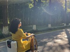 -黄海国家森林公园