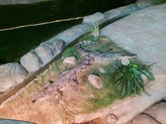 -上海野生动物园