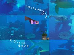 -海棠湾洲际-涛·海底餐厅·美人鱼·自助餐·海底隧道
