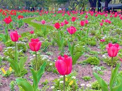 -上海共青森林公园