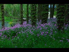 -上海共青森林公园