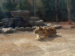 -上海野生动物园老虎餐厅