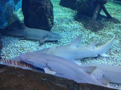 -多彩贵州城极地海洋世界