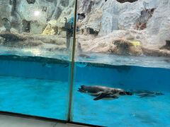 -帝企鹅自助餐厅•儿童岛•真企鹅(长隆企鹅酒店)