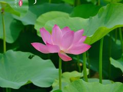 -荷塘月色湿地公园·向阳花洲