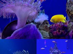 -海合安武汉极地海洋公园