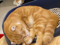 -平行世界·猫咖(首经贸店)