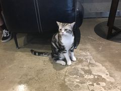 -咖法森林·咖啡  酒吧(天河店)