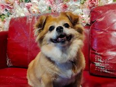 -百好乐宠物友好餐厅(朝外大街店)