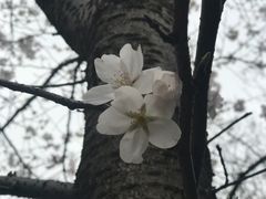 -武汉大学-樱园