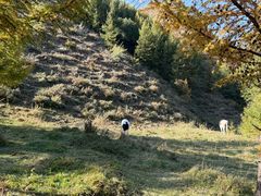 -苏木山森林公园