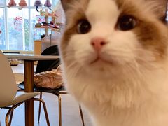 -飞行喵MR PILOT|猫舍·猫咖(静安大融城店)