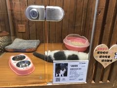 -龟与熊猫宠物公园(南坪店)