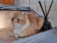 -平行世界·猫咖(首经贸店)