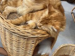 -Heymao猫咖.咖啡厅(东门店)