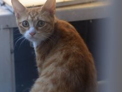 -LOOKA COFFEE(大鹏所城店)