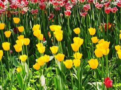 -国家植物园南园