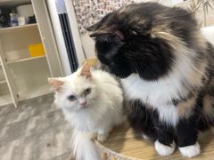 -楼上猫咖(罗湖店)