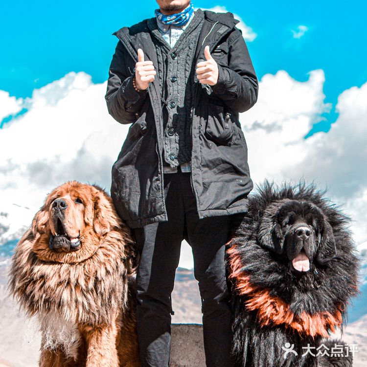 西藏小众私藏|羊湖边的藏獒拍照点