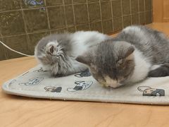 -帕帕拉兹宠物(亚洲旗舰店)