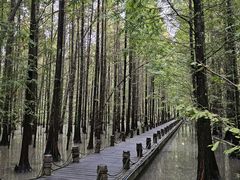 -桤木河湿地公园