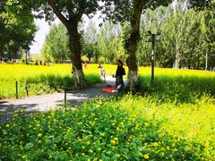 -长白岛森林公园