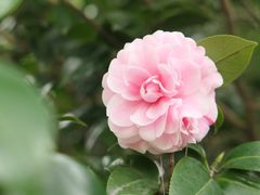 -中国科学院华南植物园