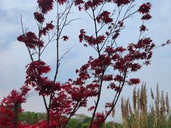 -贵阳市花溪国家城市湿地公园