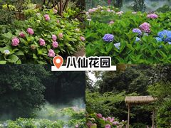 -上海共青森林公园