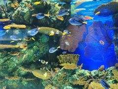 -上海海洋水族馆