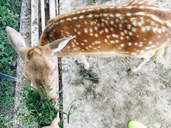 -北京麋鹿生态实验中心