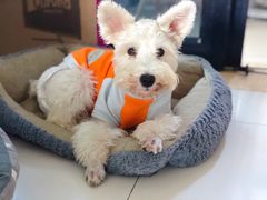 -幸福西饼生日蛋糕·下午茶(番禺店)