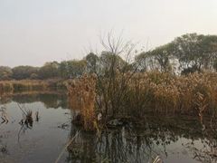 -西湖风景区-江洋畈生态公园